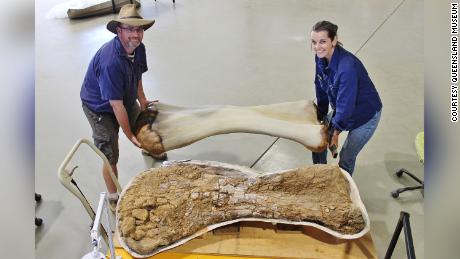 Tulang Australotitan coprensis, dinosaurus terbesar yang ditemukan di Australia.