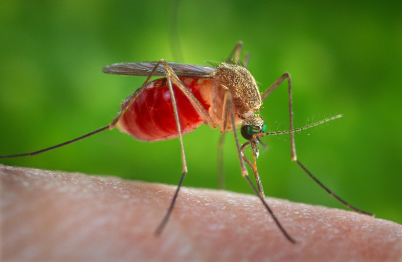 Nyamuk yang terinfeksi virus demam West Nile ditemukan di Israel utara