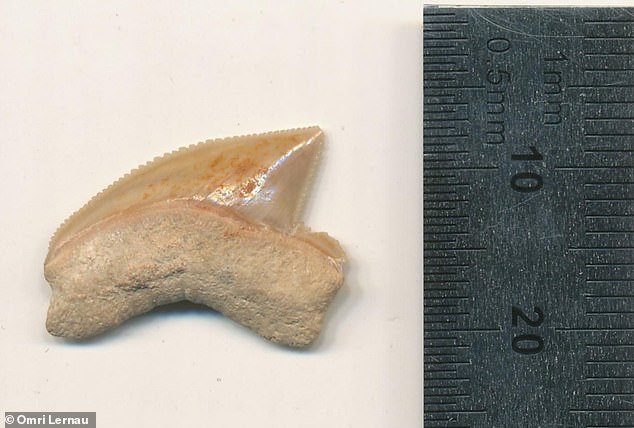 Secara keseluruhan, 29 gigi hiu, yang kemungkinan diperdagangkan sebagai barang kolektor 2.900 tahun yang lalu, telah ditemukan di rumah kuno Kota Daud.  Tidak ada bukti konklusif mengapa cache dikelompokkan, tetapi gigi mungkin menjadi bagian dari grup