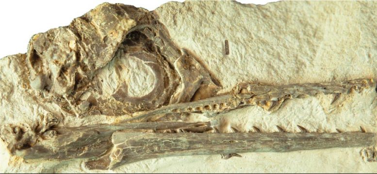 Fosil tengkorak Ecchiornis