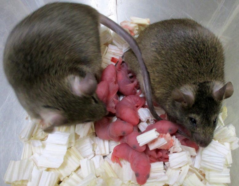 Keturunan tikus berasal dari sperma beku-kering