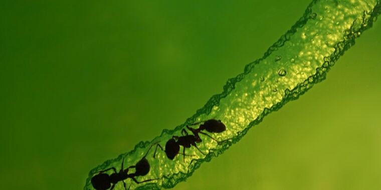 Studi: Semut membuat terowongan yang stabil di dalam sarang, seperti halnya manusia yang bermain jinga