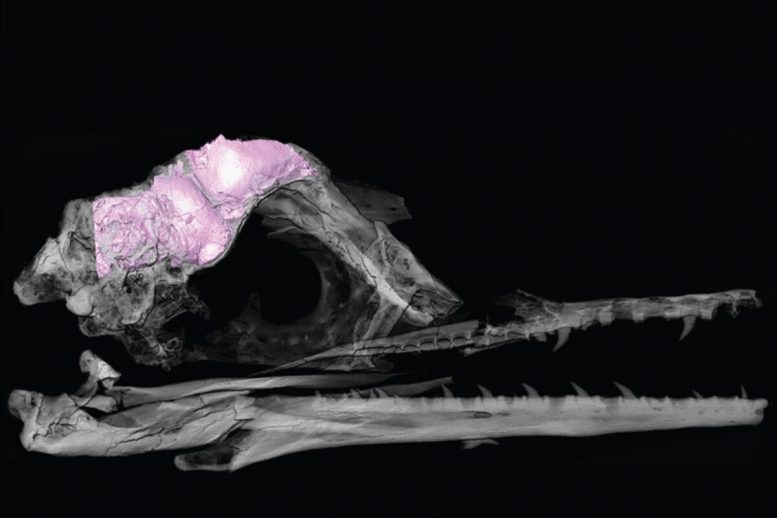 Bird brains leave other dinosaurs