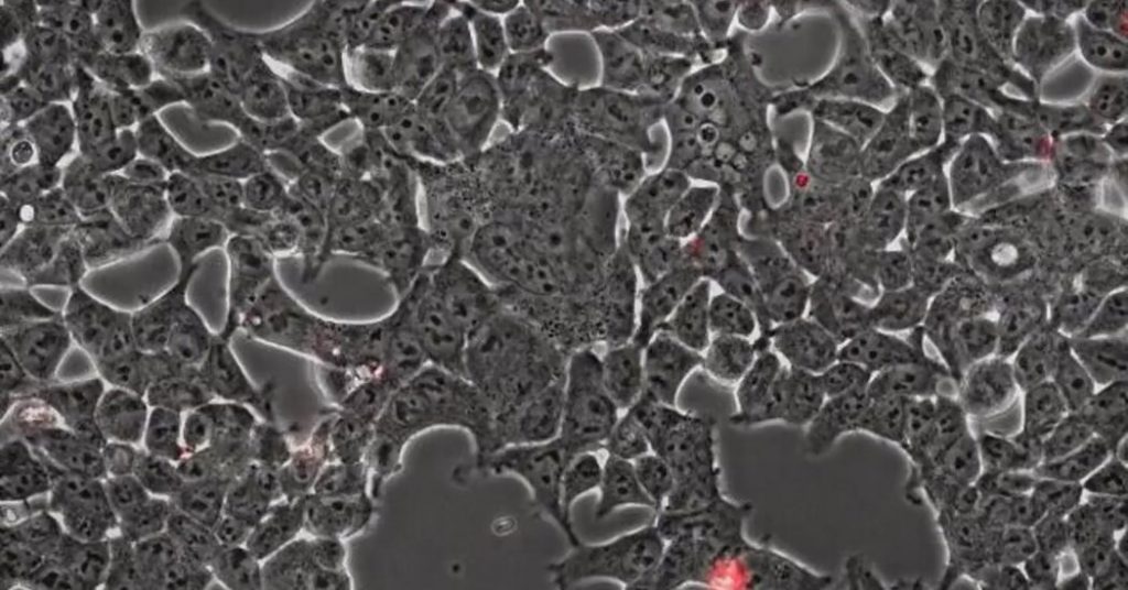 Sebuah klip video mikroskopis menunjukkan virus Corona sedang mengamuk.