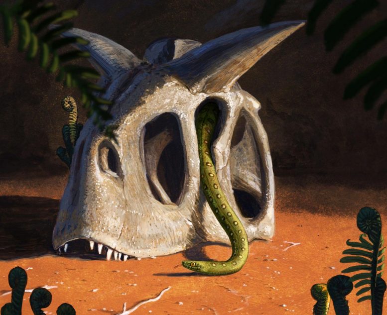 All living snakes evolved from a few survivors of a dinosaur-killing asteroid