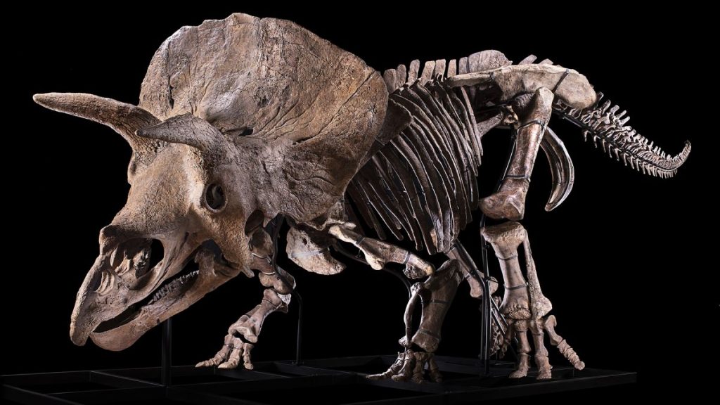 Siapa yang akan membeli Big John, triceratop terbesar yang pernah ditemukan?