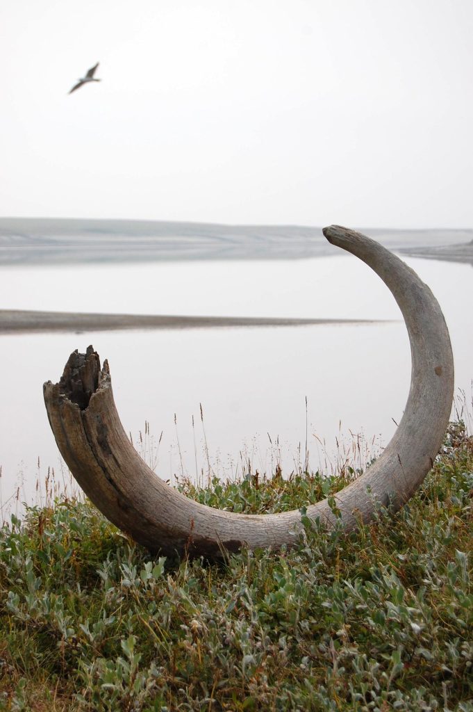 Mammoth Tusk di tepi Sungai Logata