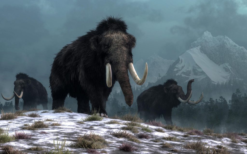 Penelitian DNA baru menunjukkan manusia tidak menyebabkan mammoth berbulu punah - perubahan iklim yang menyebabkannya