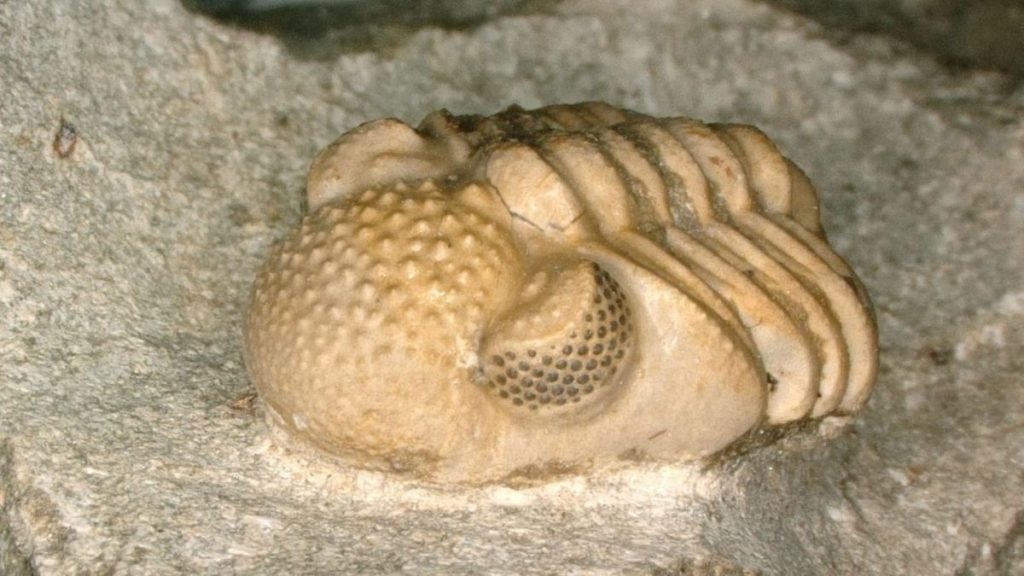Trilobite ini dilengkapi dengan "mata berlebihan" yang belum pernah terlihat di dunia hewan