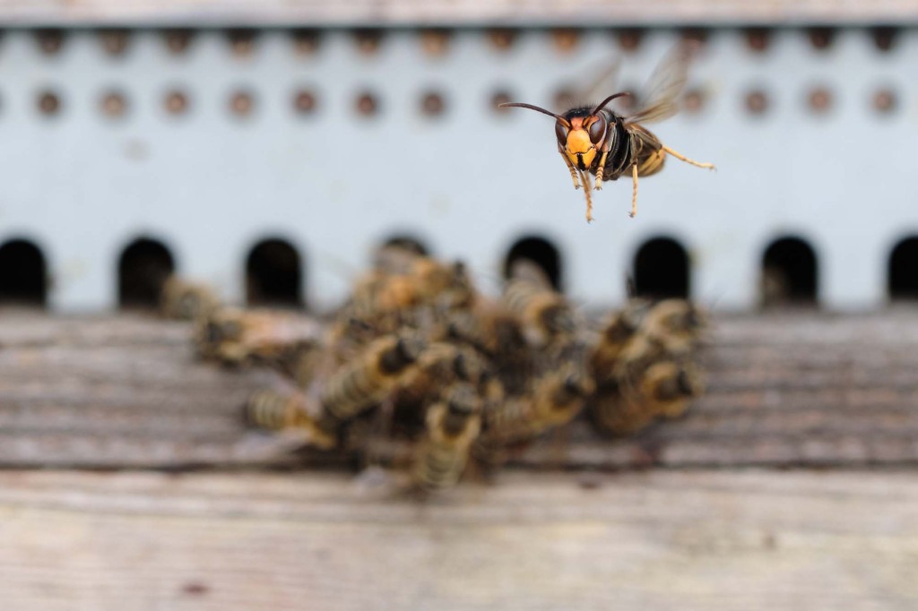 Lebah pembunuh menyerang sarang lebah yang penuh dengan lebah.