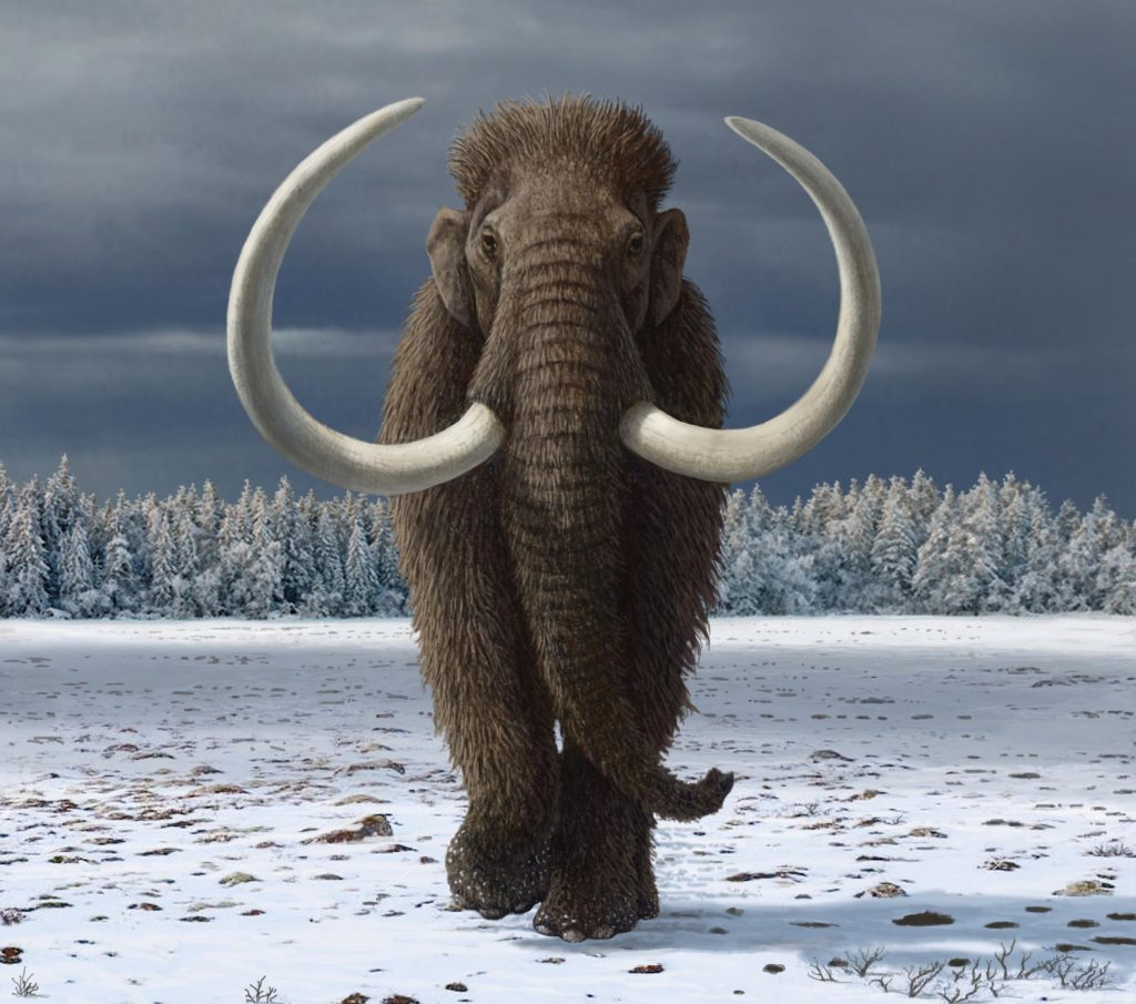 Manusia memainkan peran utama dalam kepunahan mamut berbulu
