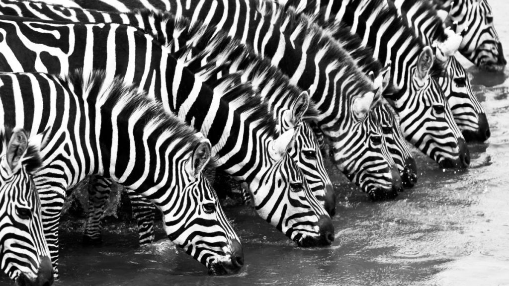 Apakah zebra putih belang hitam atau hitam belang putih?