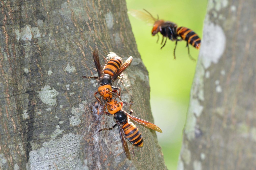 Study says bees ‘scream’ when killed by Murder Hornets