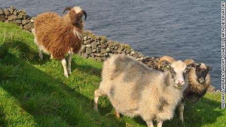 Domba dapat ditemukan di seluruh Kepulauan Faroe. 