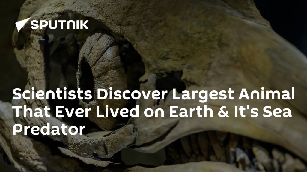 Para ilmuwan telah menemukan hewan terbesar yang hidup di Bumi, predator laut