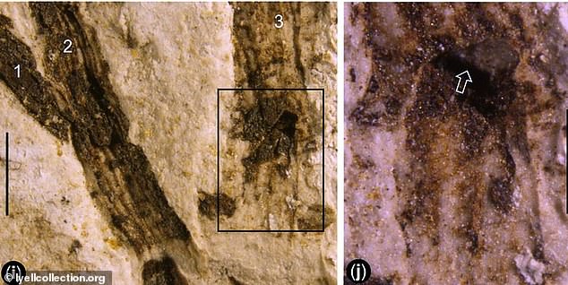 Fosil tersebut termasuk cabang berdaun, buah yang melekat secara fisik, dan kuncup bunga, yang menunjukkan keberadaan angiospermae pada periode Jurassic (201,3 juta hingga 145 juta tahun yang lalu)