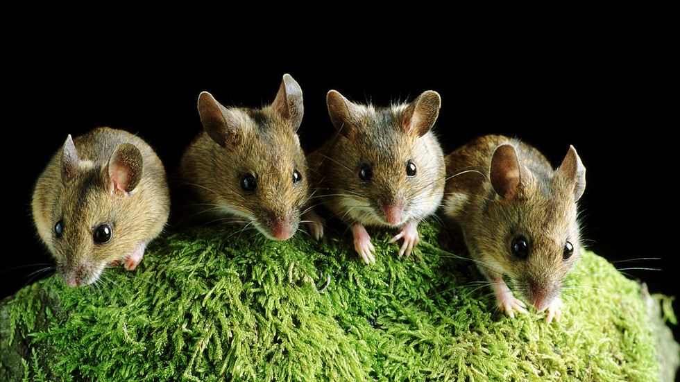 Strain Omicron Covid berevolusi pada tikus - penelitian di China - RT World News
