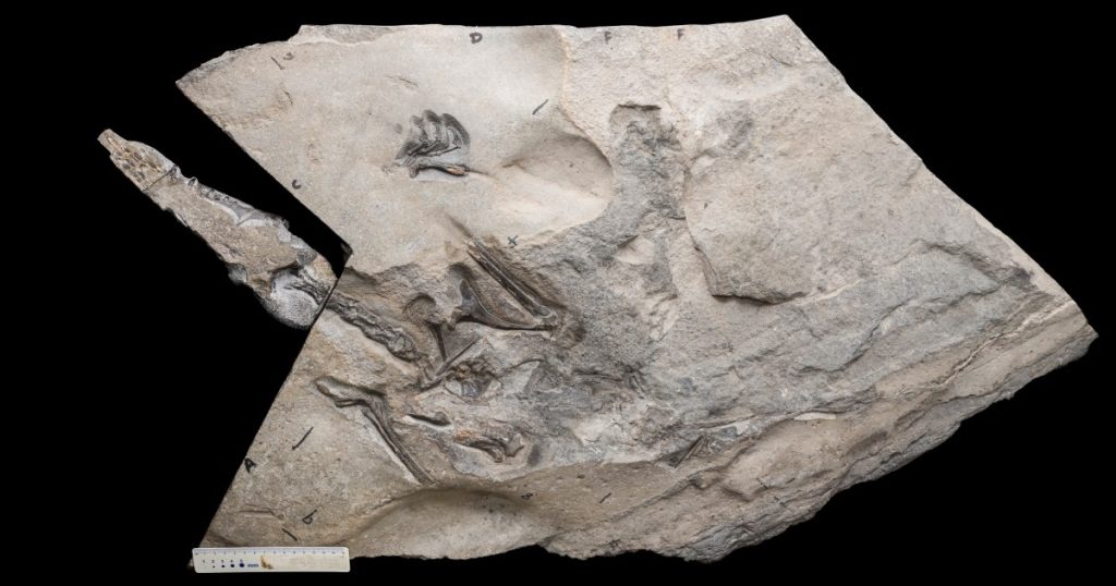 Fosil reptil terbang yang pernah menguasai langit telah ditemukan lebih besar dari sebelumnya