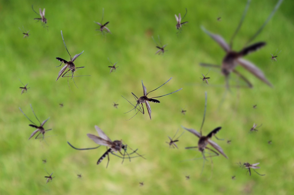 Mengapa Jutaan Nyamuk yang Dimodifikasi Secara Genetik Dapat Dilepaskan di Seluruh Amerika Serikat
