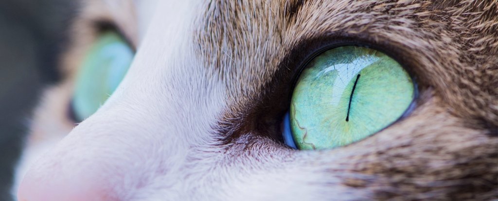 Parasit kucing yang mengganggu telah dikaitkan lagi dengan episode psikotik, tetapi hanya pada pria