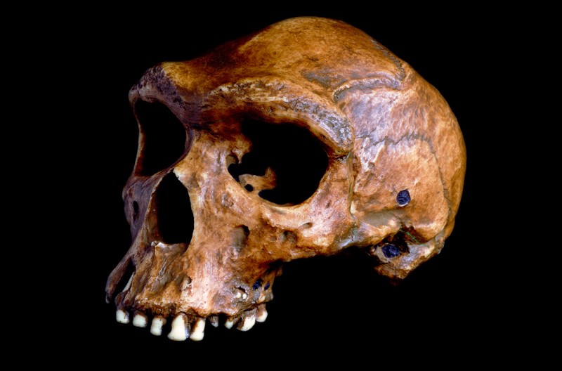 Tengkorak Homo heidelbergensis ditemukan di Kwabe saat ini, Zambia, dan diyakini berusia antara 125.000 dan 300.000 tahun.