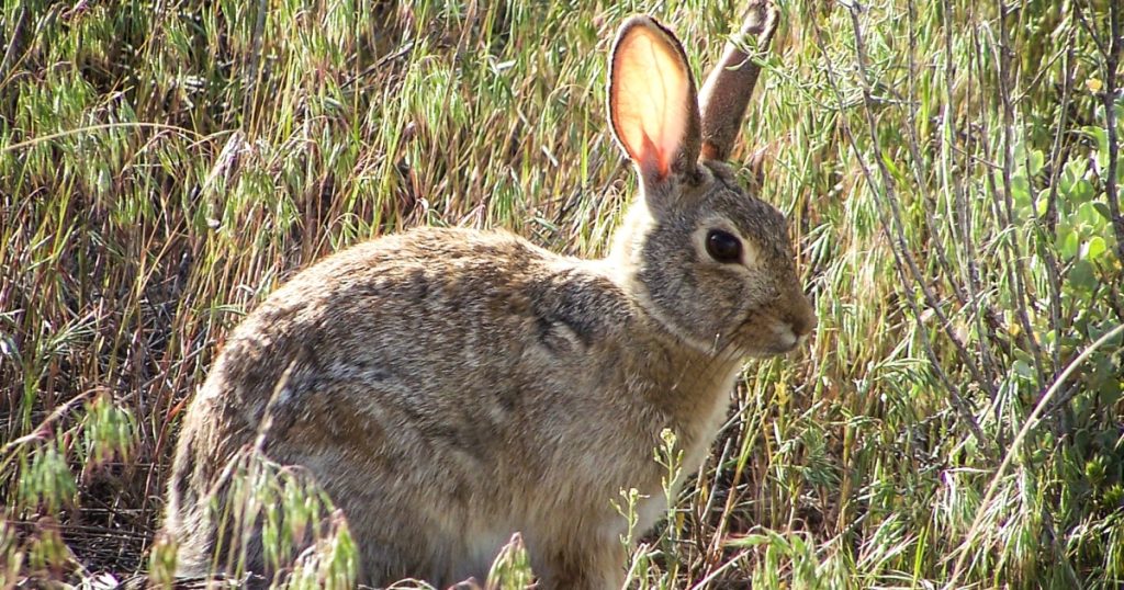 Taman nasional memperingatkan virus kelinci