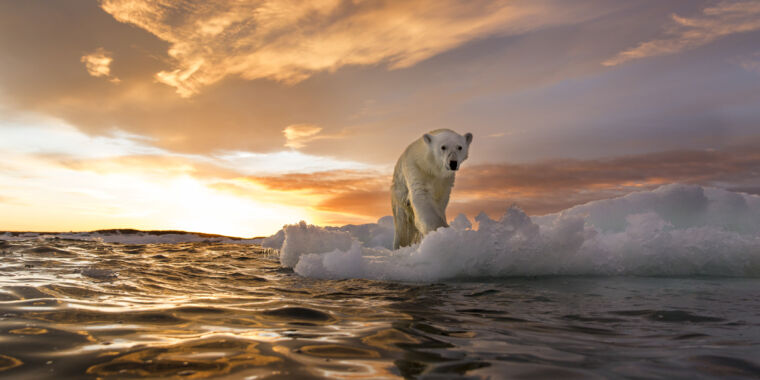 Jumlah beruang kutub yang tidak terduga dapat memberikan harapan bagi spesies ini