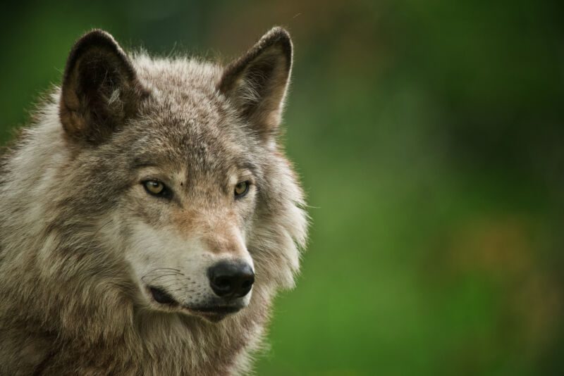 Wolves survived the Ice Age as a single global community