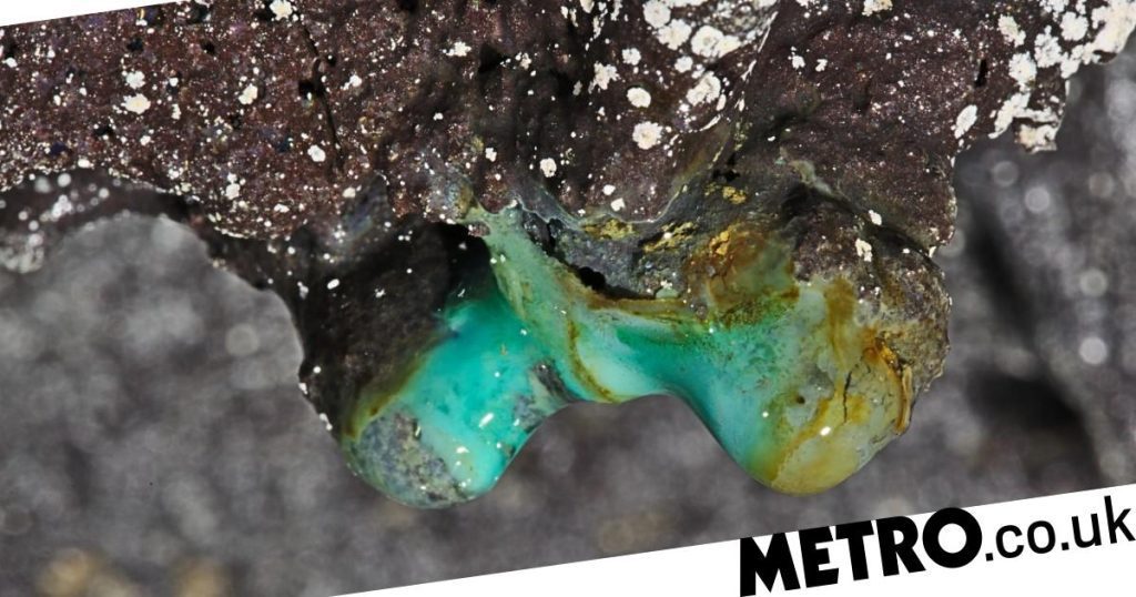 Bentuk kehidupan misterius ditemukan di gua lava Hawaii berabad-abad yang lalu