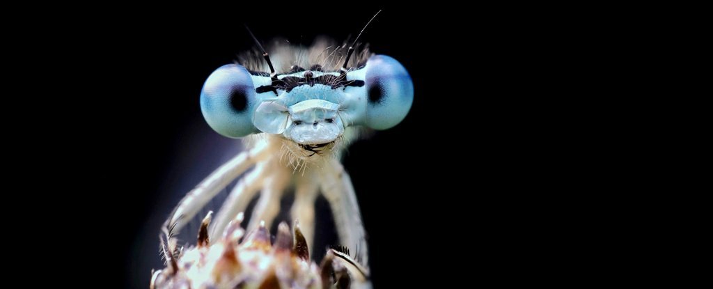 Ada banyak bukti bahwa serangga merasakan sakit seperti kita semua