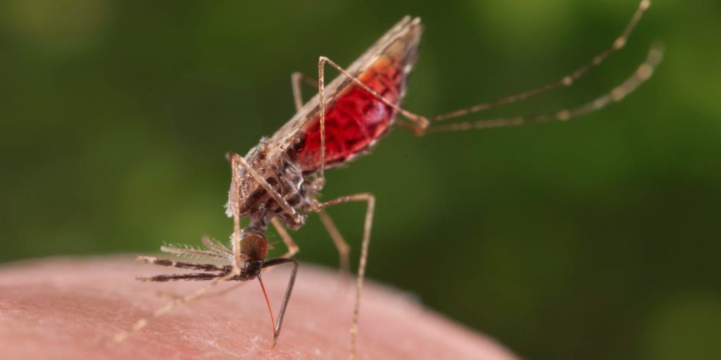 Pejabat kesehatan AS bersiap untuk mengatasi virus West Nile yang dibawa nyamuk