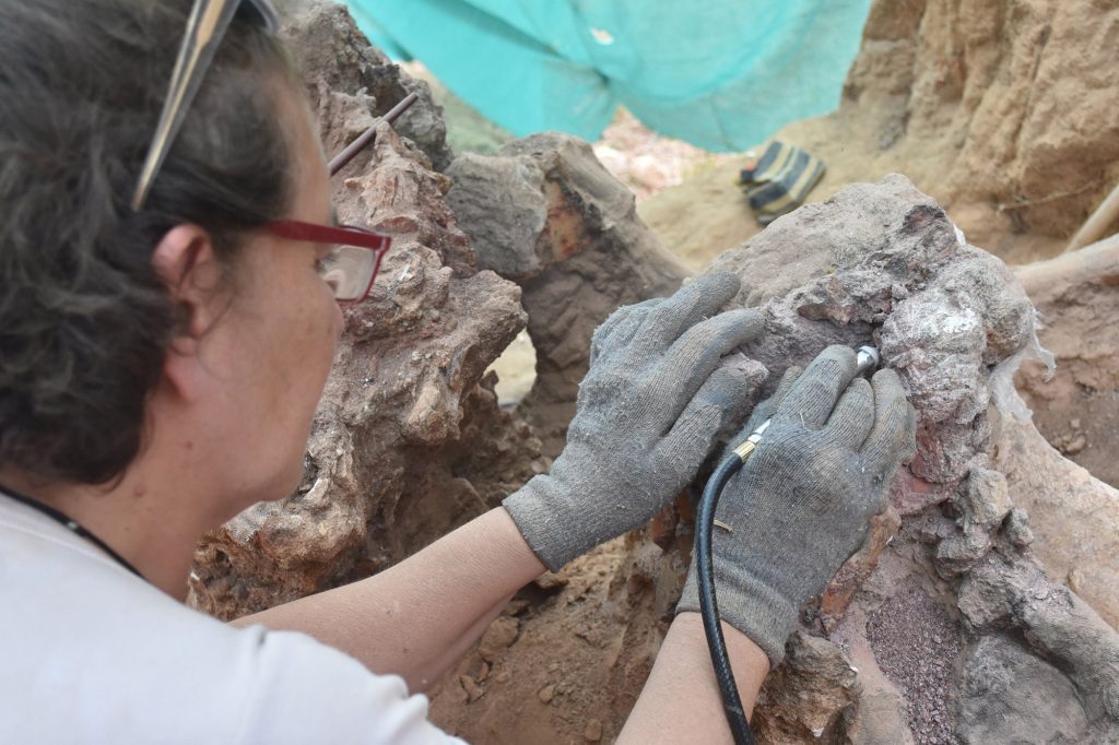 Para peneliti akan melestarikan dan mendokumentasikan fosil, dan melanjutkan pekerjaan penggalian di situs tersebut tahun depan. 