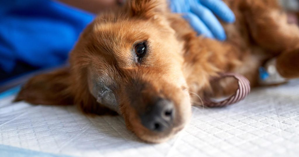 Penyakit misterius mirip parvovirus menginfeksi anjing di Michigan, membunuh hingga 60 anjing