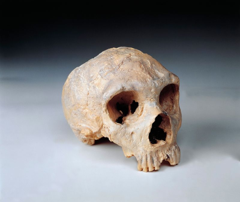 Perbedaan terungkap dalam otak manusia dan Neanderthal