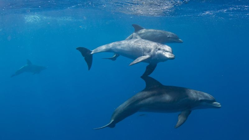Sebuah penelitian menunjukkan bahwa lumba-lumba menunjukkan ciri-ciri penyakit Alzheimer
