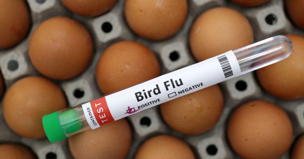 Kasus flu burung “mengkhawatirkan”.  WHO bekerja sama dengan Kamboja