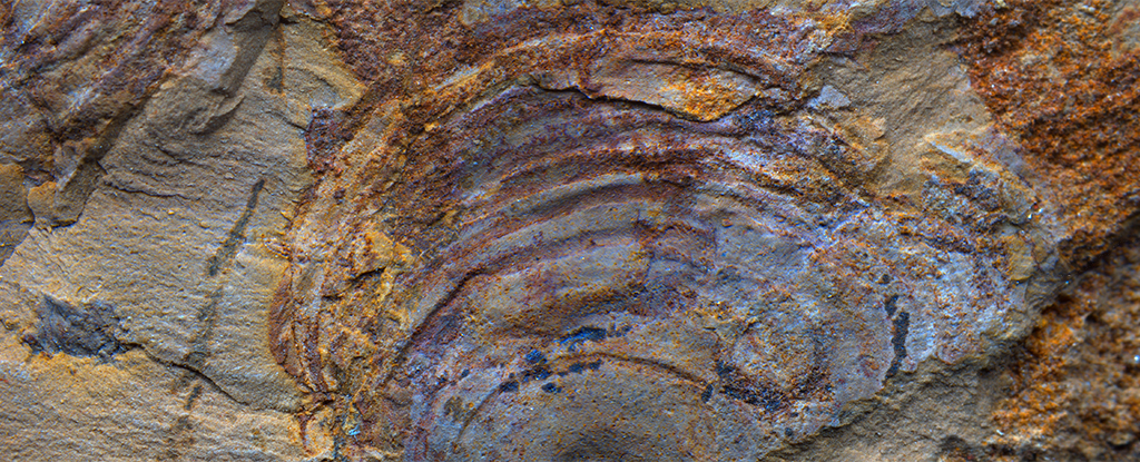 Bentuk kehidupan aneh 500 juta tahun lalu sama sekali bukan binatang: ScienceAlert