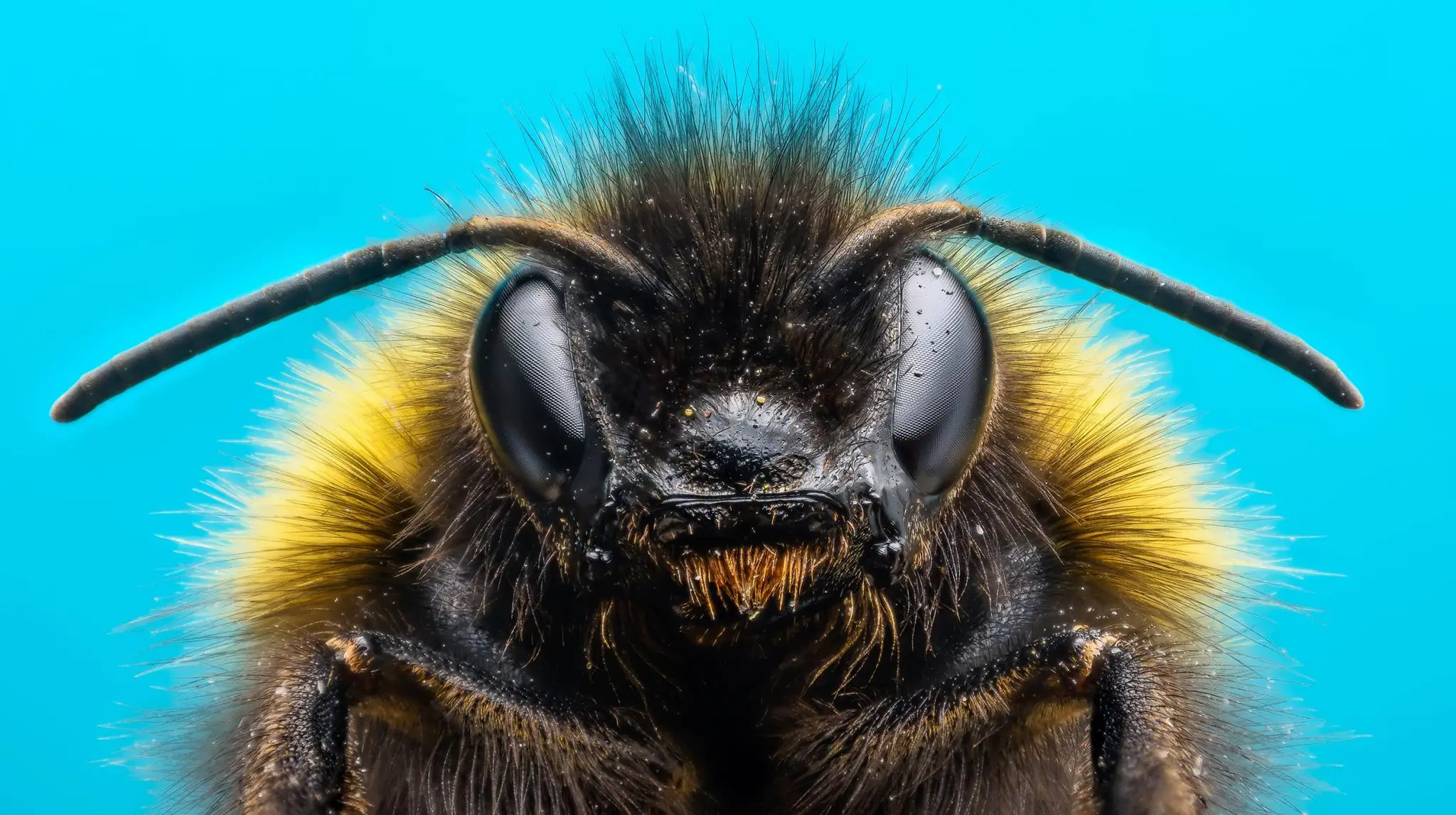 Bumblebee menghadapi close-up makro