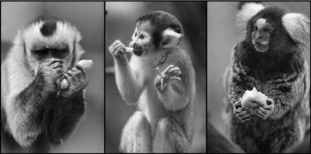Tiga spesies monyet Dunia Baru ikut serta dalam percobaan, masing-masing dengan anatomi tangan dan kapasitas biomekanik yang berbeda.