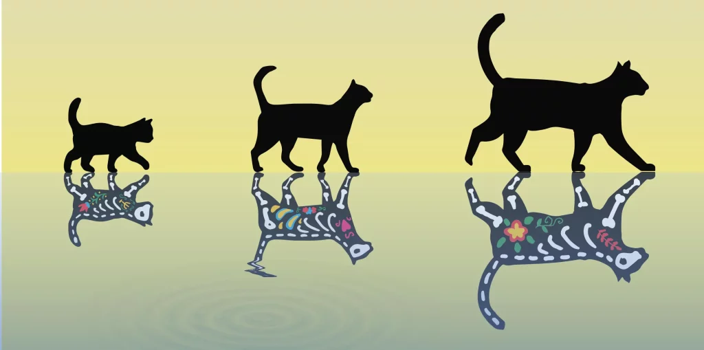 Eksperimen Schrödinger terhadap kucing memecahkan rekor fisikawan