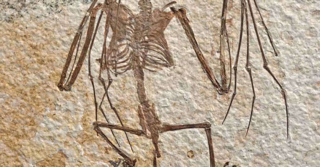 Kerangka kelelawar tertua yang diketahui menjelaskan evolusi mamalia terbang