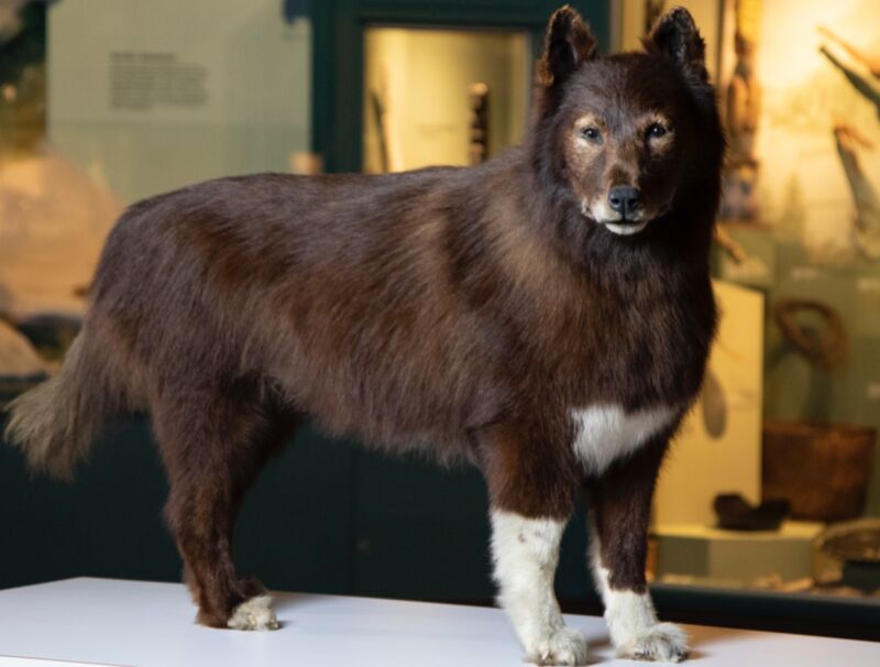 Setelah kematian Balto pada tahun 1933 di Kebun Binatang Cleveland, gunung taksiderminya dipajang di Museum Sejarah Alam Cleveland.