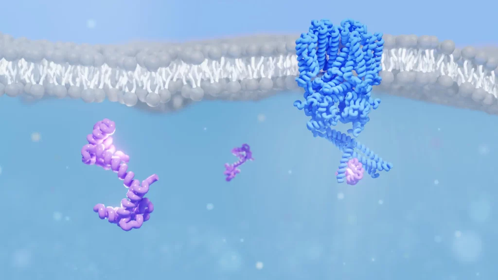 Calmodulin Interacting With the Rod CNG Ion Channel