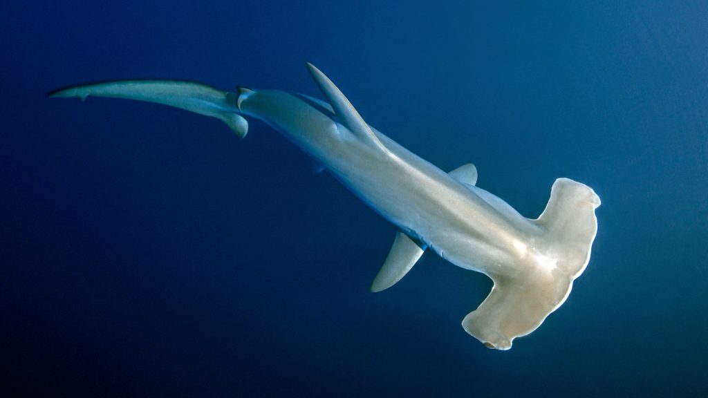 Penelitian menunjukkan bahwa hiu martil "menahan napas" di perairan yang lebih dalam dan lebih dingin