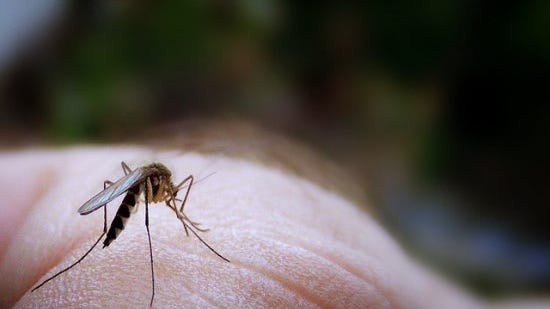Gigitan nyamuk biasanya tidak berbahaya, tetapi di wilayah tertentu di dunia dapat mengancam jiwa.