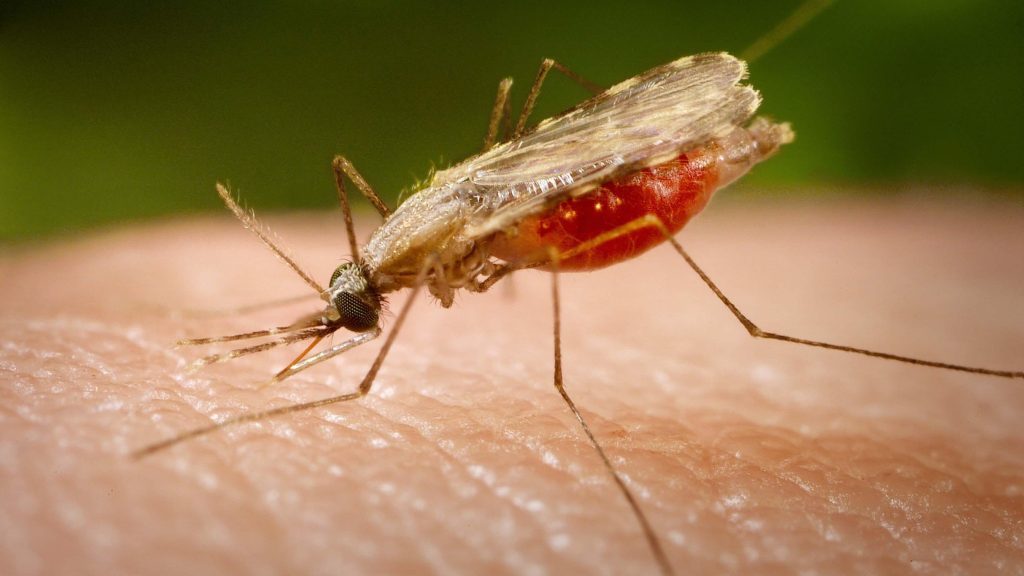 Florida melaporkan kasus malaria yang langka