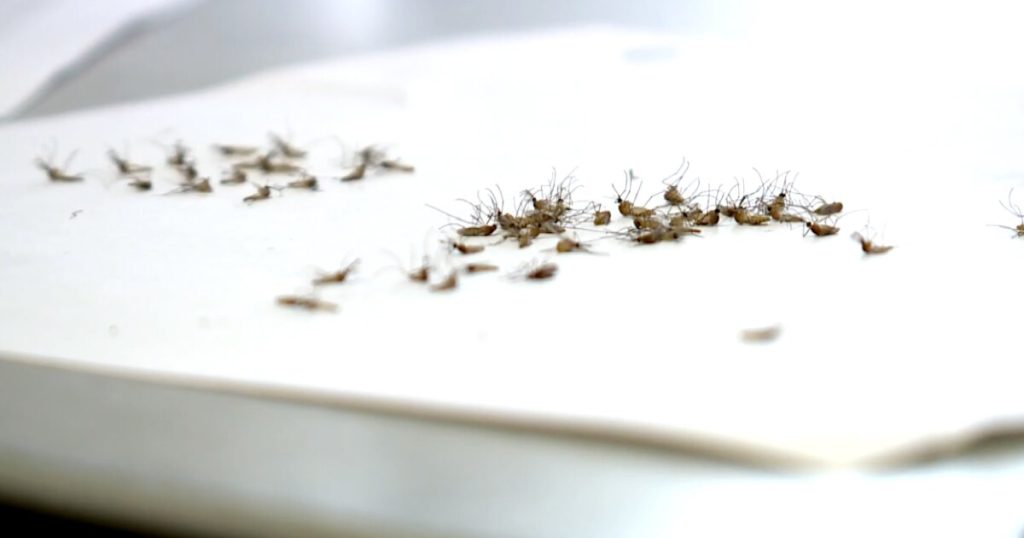 Inilah cara menghentikan nyamuk sebelum menggigit