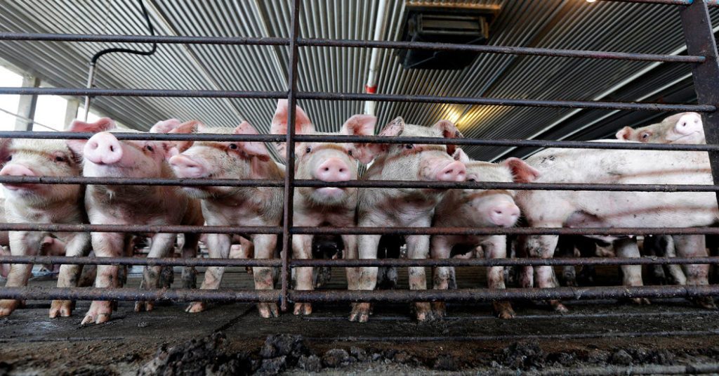 Laporan mengatakan industri hewan AS menimbulkan risiko penyakit bagi manusia