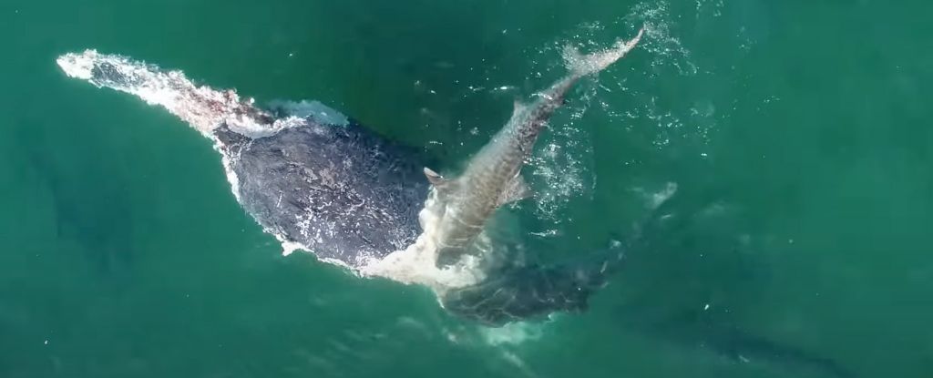 Saksikan lusinan hiu memakan bangkai paus mati: ScienceAlert