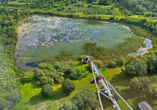 Dalam foto adalah rawa air tawar di Manatee County.  Ini adalah tipe daerah rawa yang paling berbahaya bagi perkembangbiakan malaria.